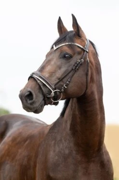 Horze Grayson Anatomische Trense -Horze Verkaufsgeschäft 10084 DBR 1