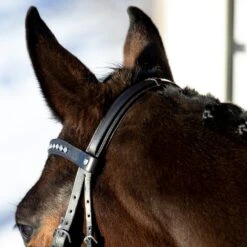 Horze Bergen Remont Trense -Horze Verkaufsgeschäft 10109 BR 5