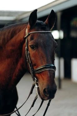 Horze Munich Stirnriemen Mit Strasssteinen -Horze Verkaufsgeschäft 10162 ovgr 02