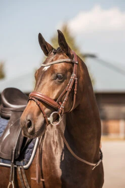 Horze Columbia Stirnriemen Mit Kristallen -Horze Verkaufsgeschäft 10169 BR GO 4