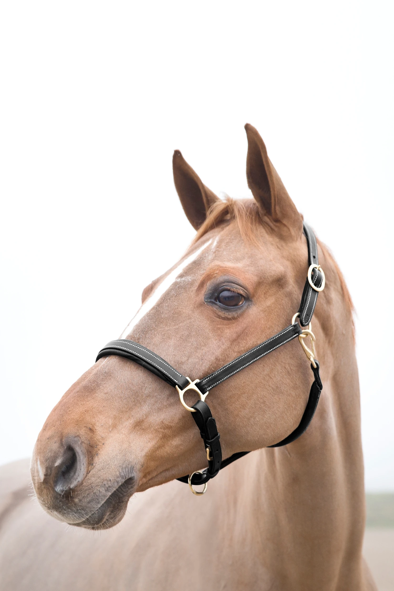 Horze Largo Lederhalfter 2 Horze Largo Lederhalfter – Bild 2