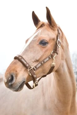 Horze Hamptons Halfter -Horze Verkaufsgeschäft 22243 734 01