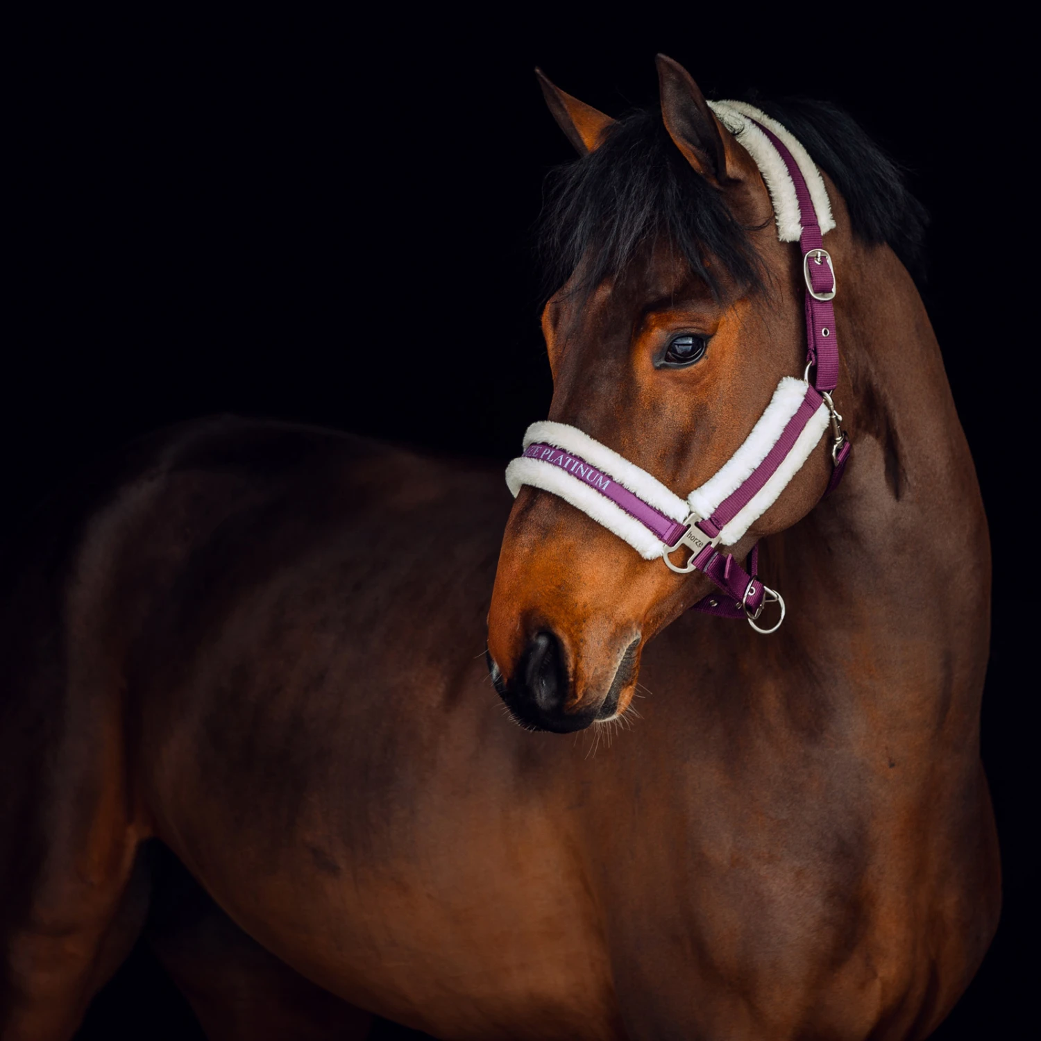 Horze Stanford Halfter Mit Kunstfellfutter 8 Horze Stanford Halfter Mit Kunstfellfutter – Bild 8