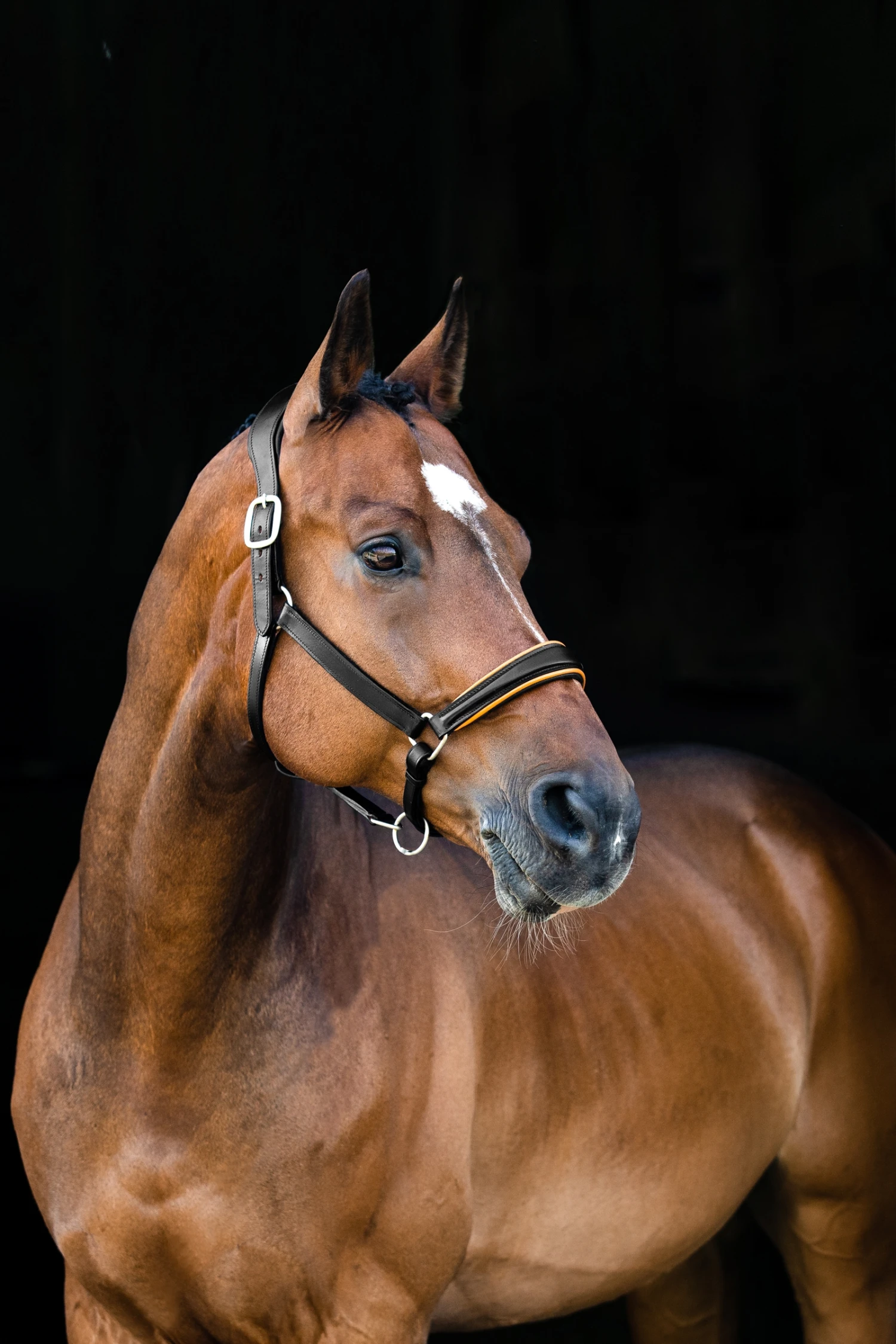 Horze Louis Lederhalfter 2 Horze Louis Lederhalfter – Bild 2