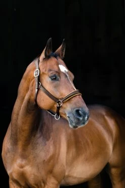 Horze Louis Lederhalfter 7 Horze Louis Lederhalfter -Horze Verkaufsgeschäft 22291 br 02