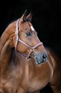 Horze Warren Weiches Lederhalfter -Horze Verkaufsgeschäft 22294 lbr 02