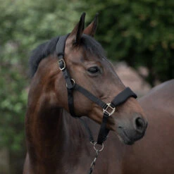 Horze Graz Halfter -Horze Verkaufsgeschäft 22299 BL 4