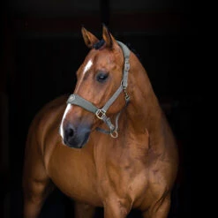 Horze Graz Halfter -Horze Verkaufsgeschäft 22299 CRDG 2