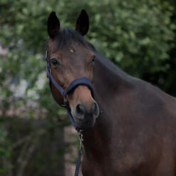 Horze Graz Halfter -Horze Verkaufsgeschäft 22299 PDB 4