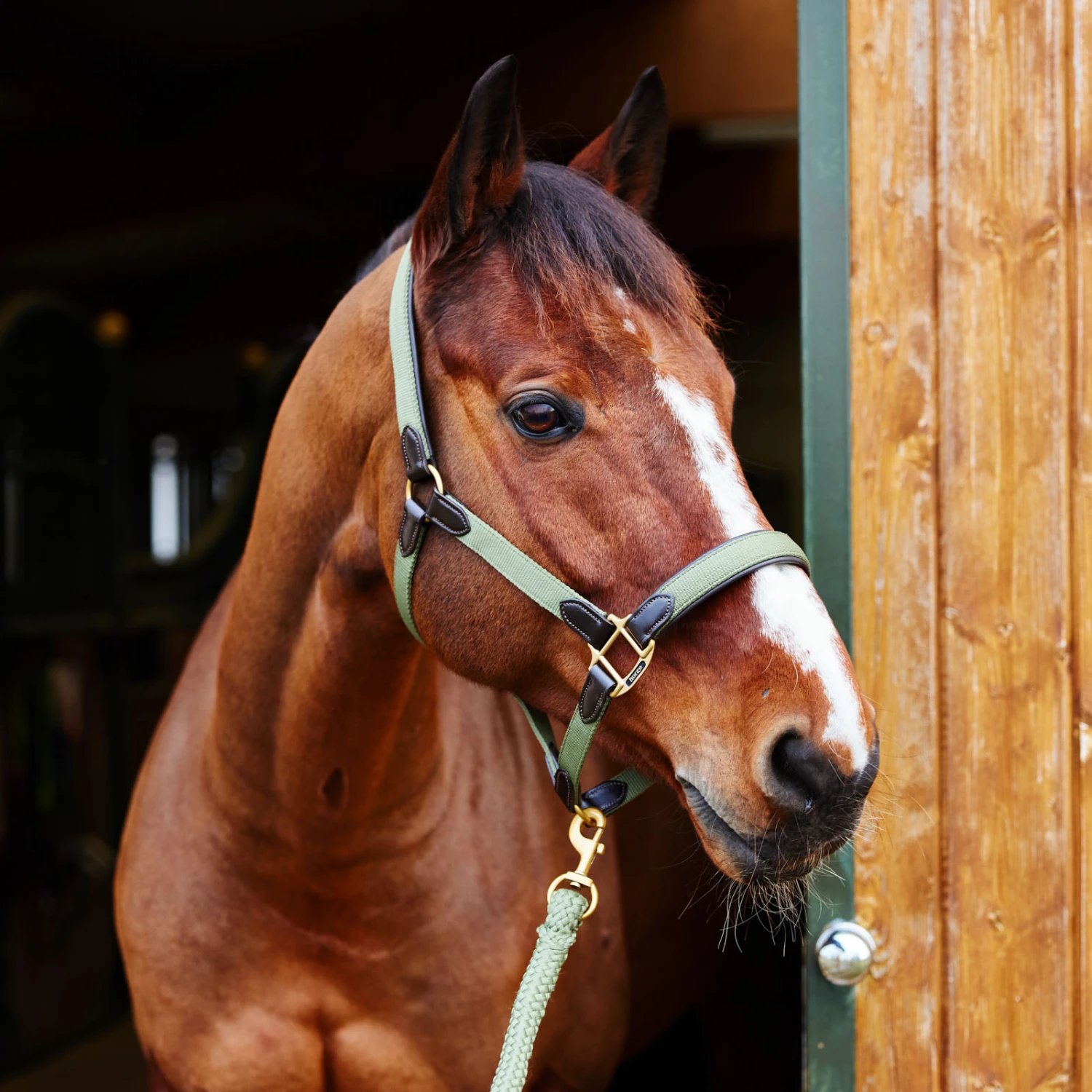 Horze Halfter Mit Lederdetails 10 Horze Halfter Mit Lederdetails – Bild 10