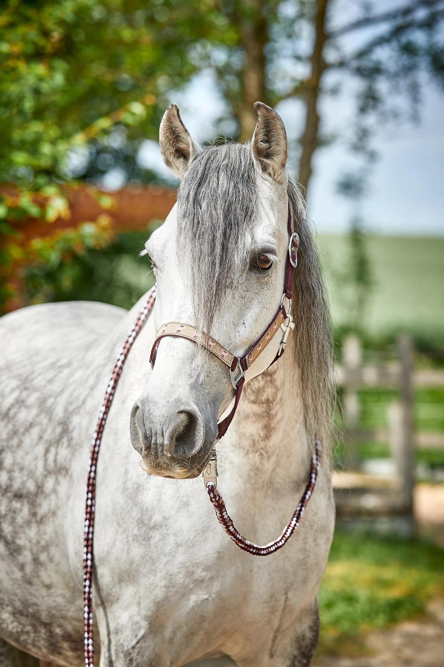 Horze Monster Pony Halfter 2 Horze Monster Pony Halfter – Bild 2