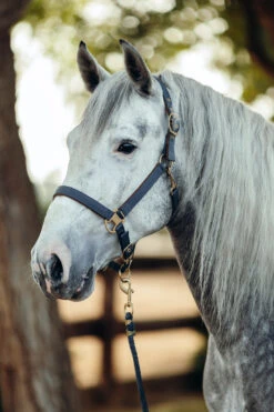 Horze Houston Halfter -Horze Verkaufsgeschäft 22330 CG 2