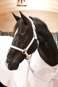 Horze Bari Halfter & Führstrick Set -Horze Verkaufsgeschäft 22336 PPI 2