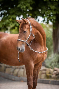 Horze Sandnes Halfter & Führstrick Set -Horze Verkaufsgeschäft 22345 VDB PBE 2