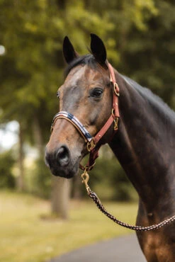 Horze Terrazzo Satin Halfter -Horze Verkaufsgeschäft 22348 281 05