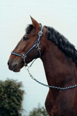 Horze Halfter & Führstrick Set Mit Metallic Streifen -Horze Verkaufsgeschäft 22501 MDB 2