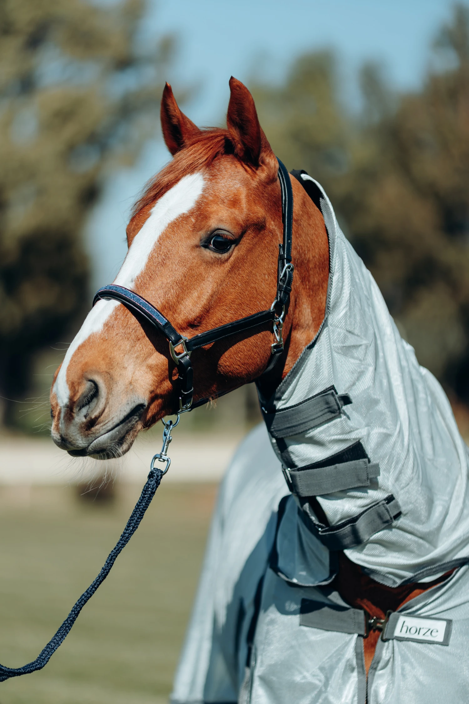 Horze Leder Halfter Mit Kristall Nasenriemen 2 Horze Leder Halfter Mit Kristall Nasenriemen – Bild 2