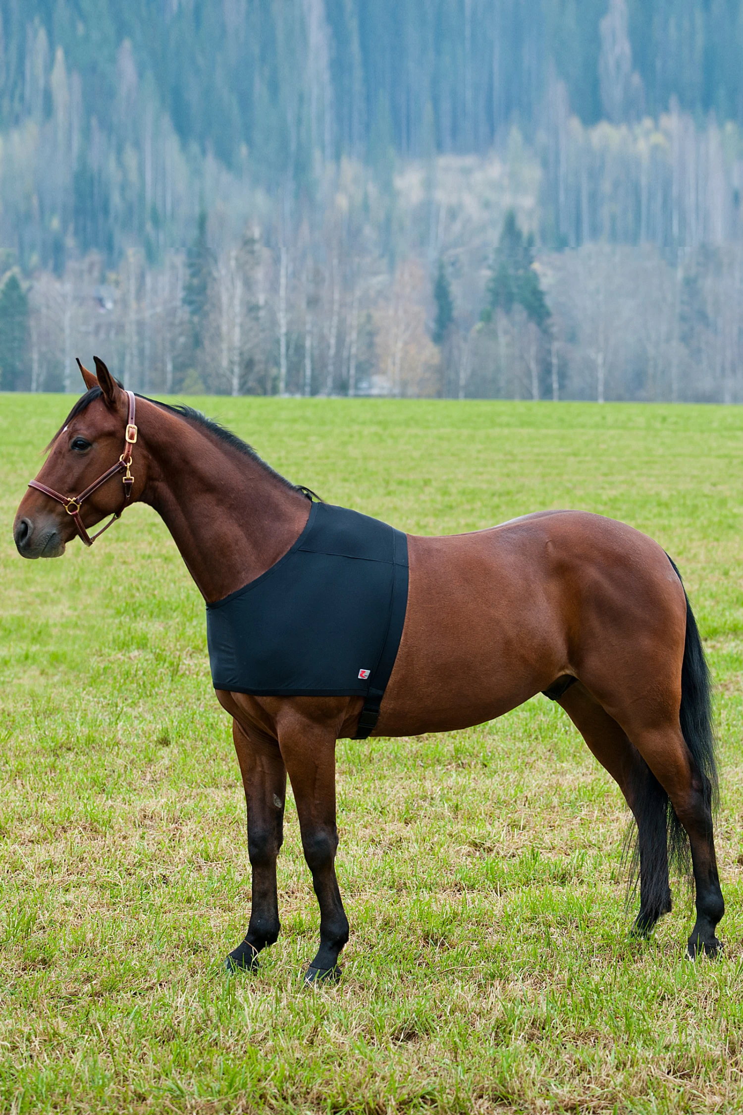 Horze ComForce Schulterschutz 2 Horze ComForce Schulterschutz – Bild 2