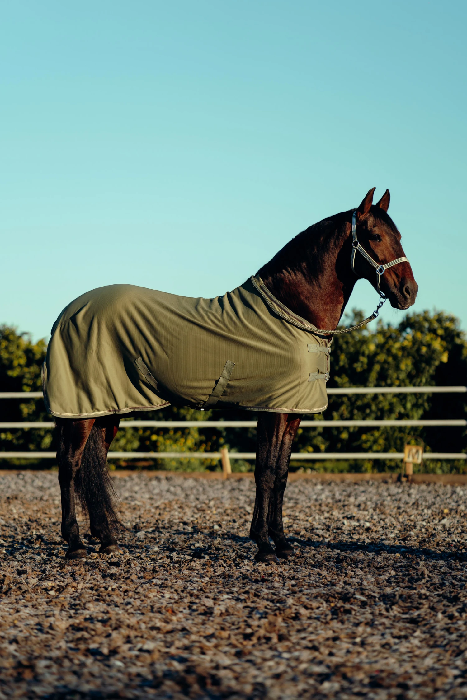 Horze Munich Sommerdecke Mit Metall Detail 5 Horze Munich Sommerdecke Mit Metall Detail – Bild 5